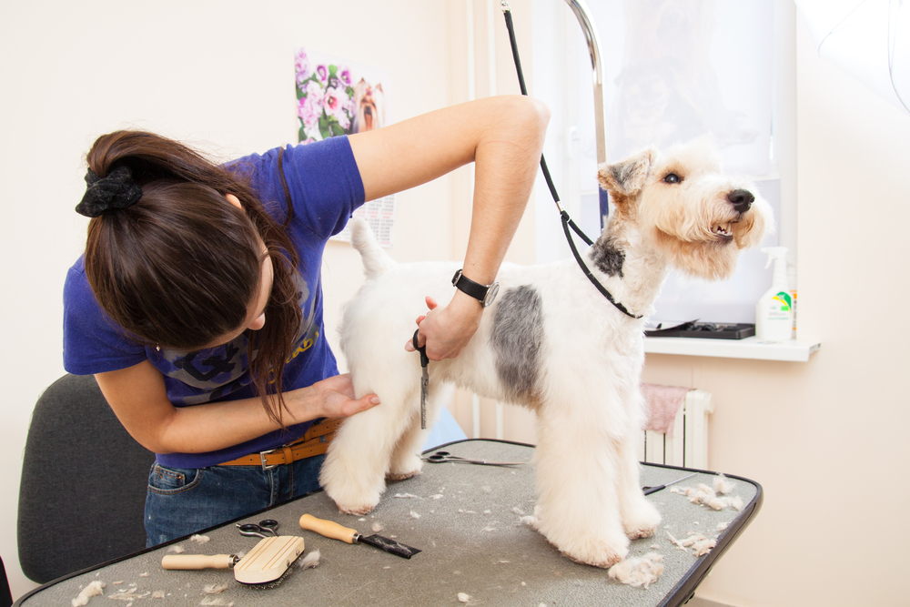 Selling Your Pet Groomer Business Florida