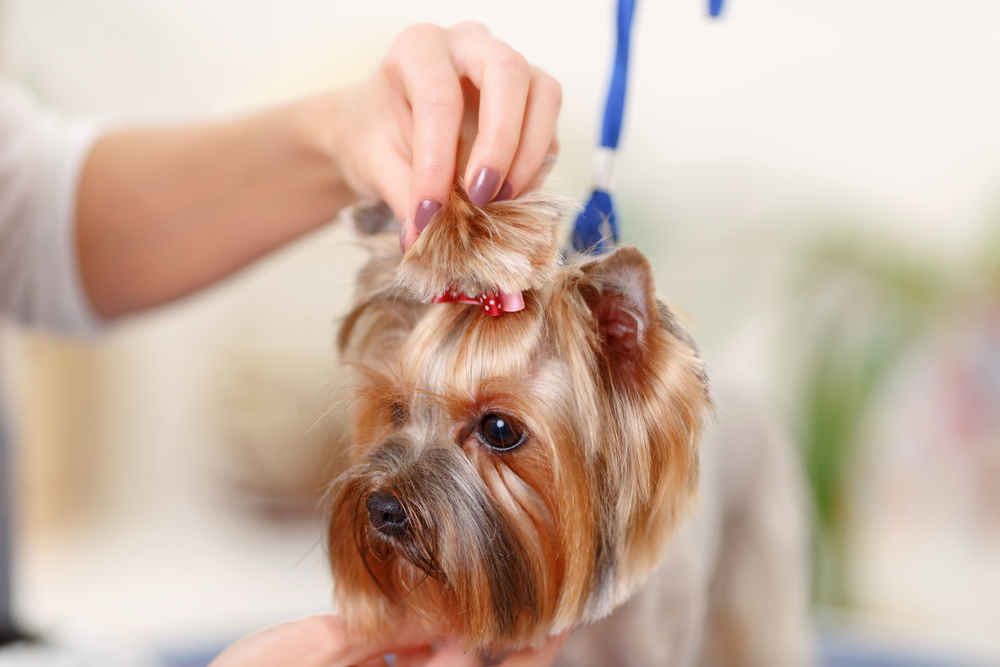 Selling Your Pet Grooming Business Naples
